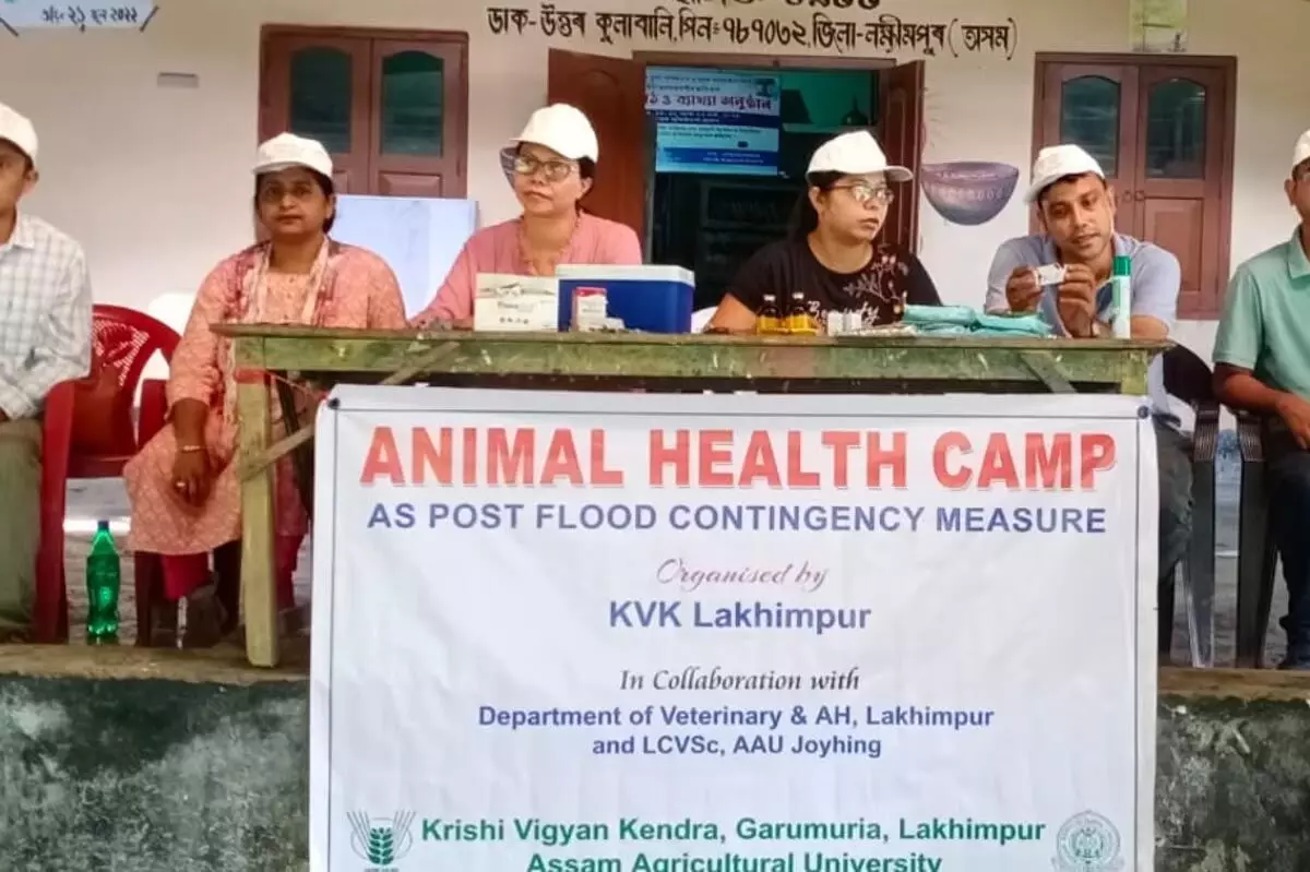 Assam : कृषि विज्ञान केंद्र का पशु स्वास्थ्य शिविर लखीमपुर में आयोजित