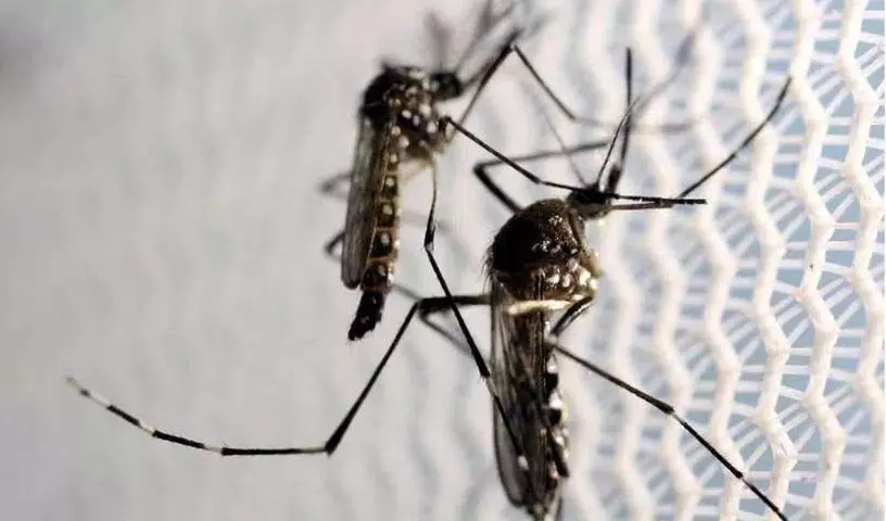 Argentina:डेंगू के 527000 से अधिक मामले सामने आए