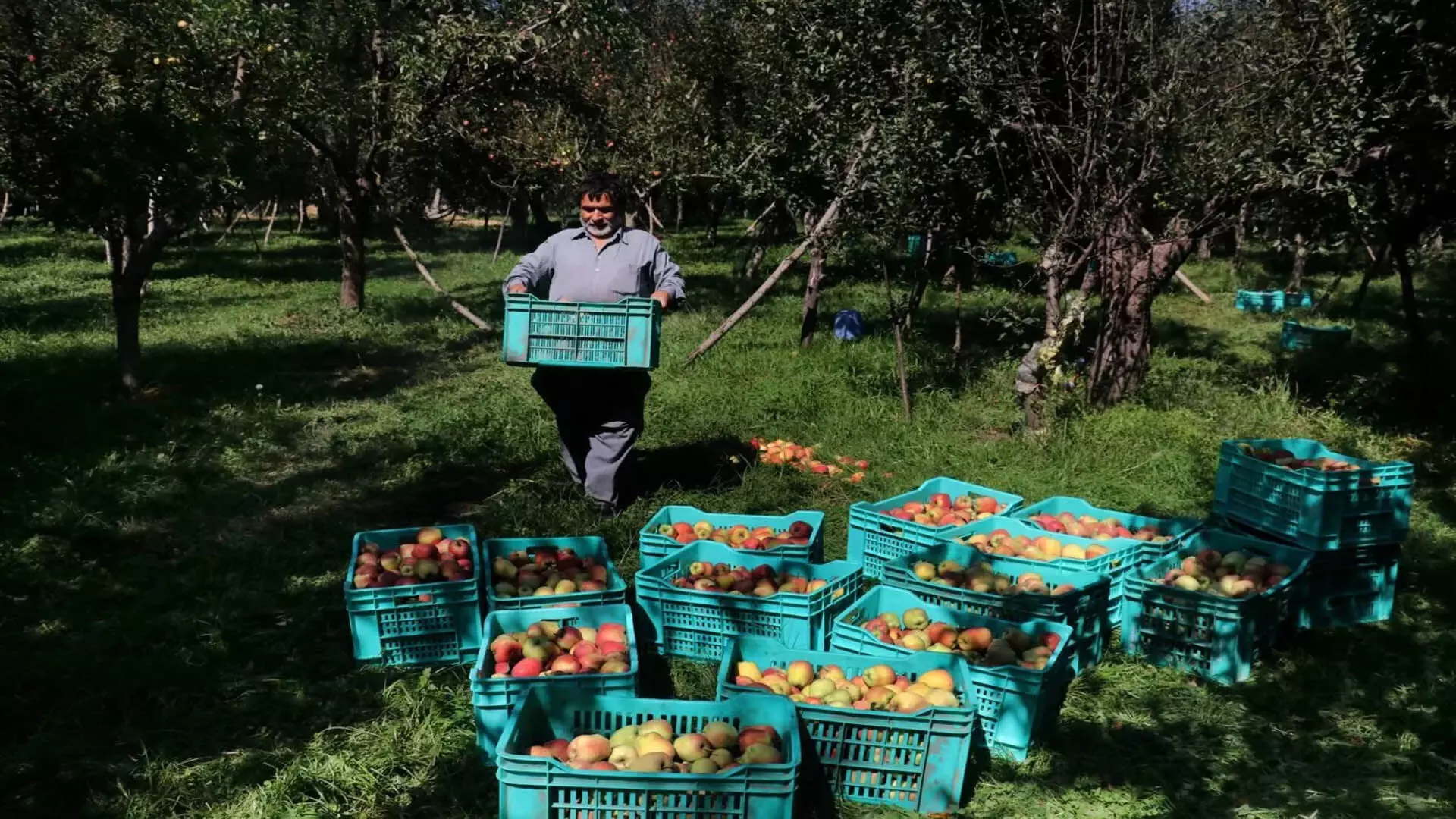 AFFI: सेब क्षेत्र का निगमीकरण रोकें