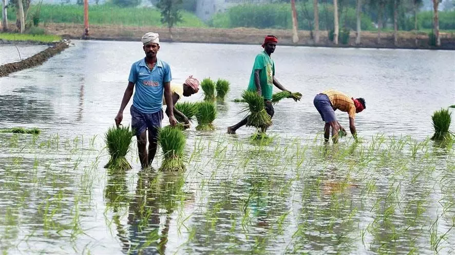Punjab : धान की खेती से दूर रहने के लिए पंजाब के किसानों ने उच्च उपज वाले विकल्प और सुनिश्चित खरीद की मांग की