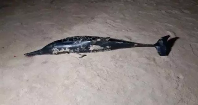 Odisha : पारादीप में रेत में दुर्लभ डॉल्फिन फंसी, बाद में बचाई गई