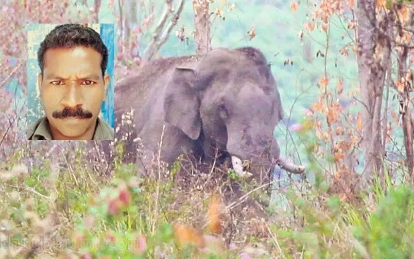 Kerala में जंगली हाथी के हमले में एक और व्यक्ति की मौत