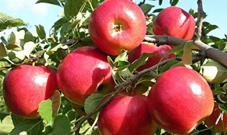Nauni University से आई टीम सेबों के जल्द देगी रिपोर्ट