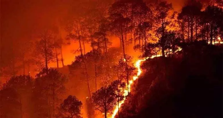 Forest में आग से 27826 हेक्टेयर वन संपदा राख