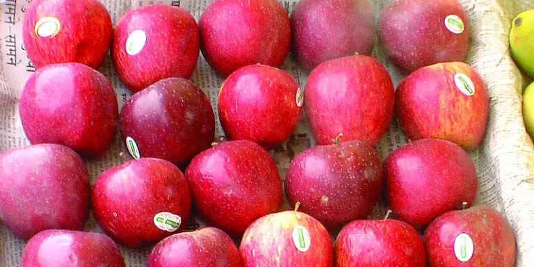 Solan सेब मंडी में रेड-डिलीशियस की दस्तक