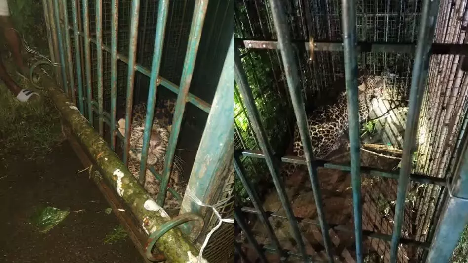 Assam : चराईदेव लकवा में वन विभाग ने तेंदुए को पकड़कर पिंजरे में बंद कर दिया