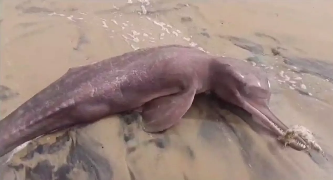 Odisha के पारादीप में रेत में फंसी दुर्लभ डॉल्फिन देखी गई