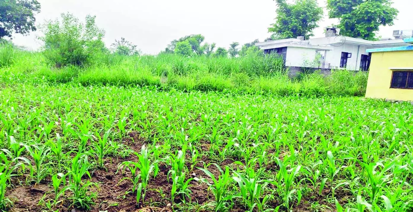 HP NEWS: किसानों ने मक्की की बिजाई पर खर्च कर रखे हैं हजारों रुपए