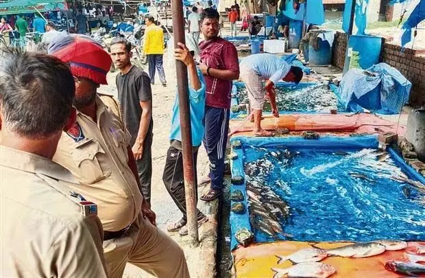 Ludhiana: 33 क्विंटल प्रतिबंधित थाई मागुर मछली नष्ट की गई