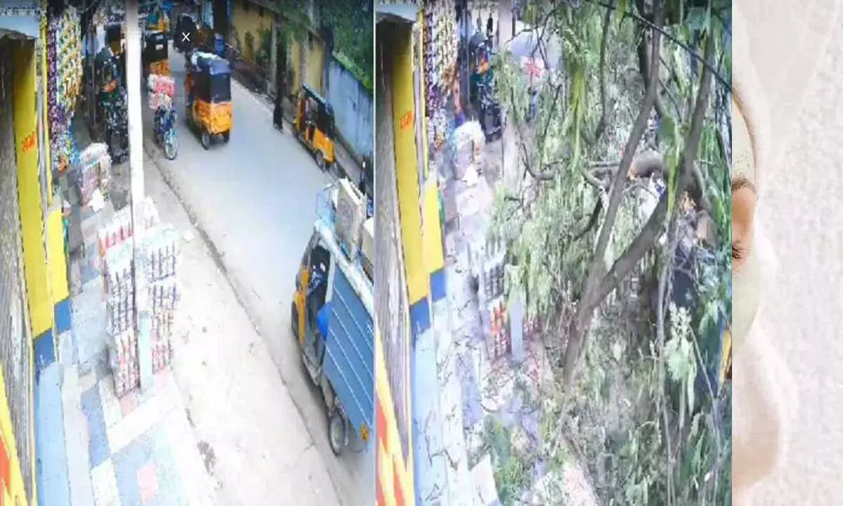 Hyderabad के शमशीरगंज में पुराना पेड़ उखड़ गया, 10 घायल