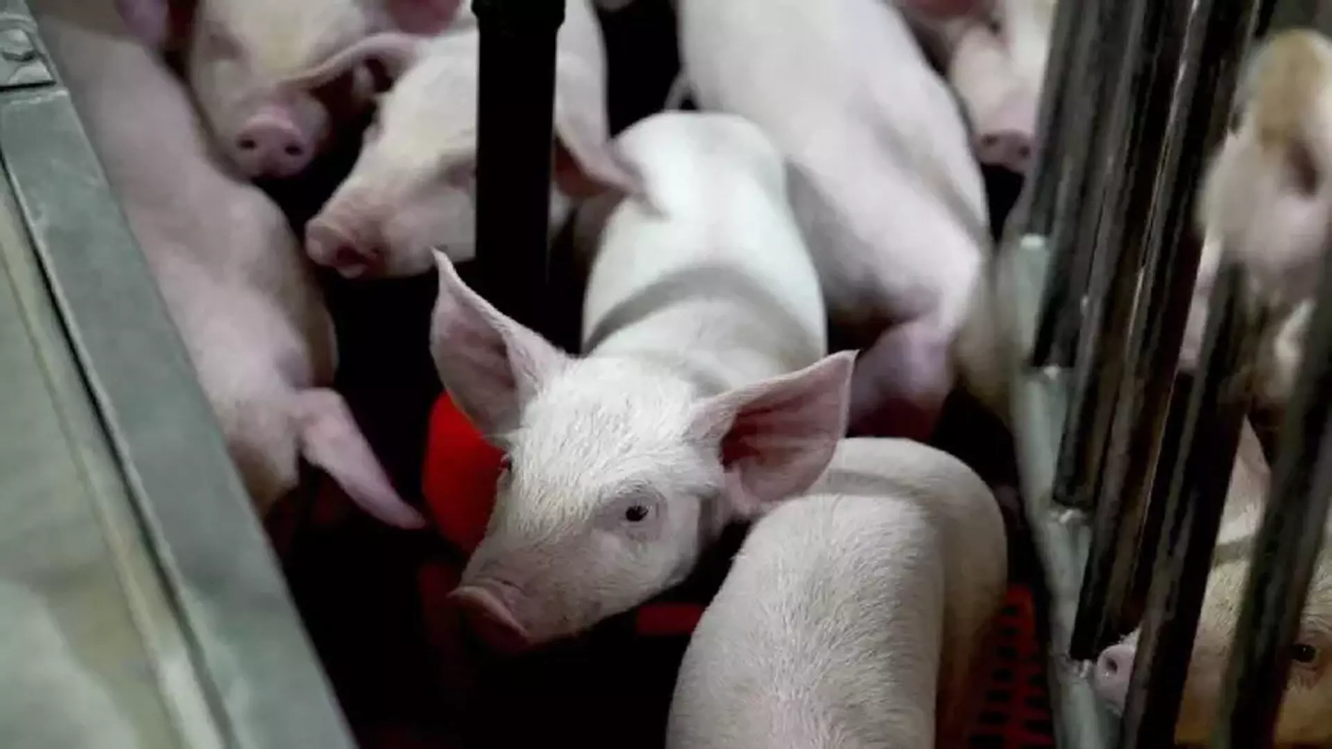मिलिए दुनिया के कुछ सबसे स्वच्छ सूअरों से, इंसानों में लगेगी इनकी kidney और heart
