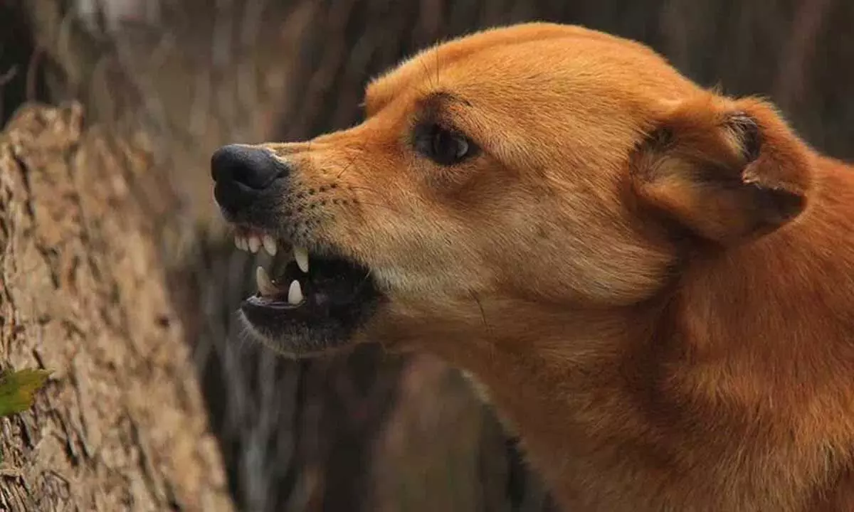 Hyderabad: गली के कुत्तों से जुड़ी घटनाओं की जांच करेगी शीर्ष समिति