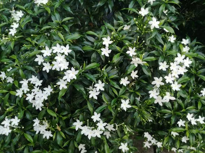 Jasmine फूल के पौधा रोपते समय आजमाएं ये तरीके खिल उठेगा गार्डन