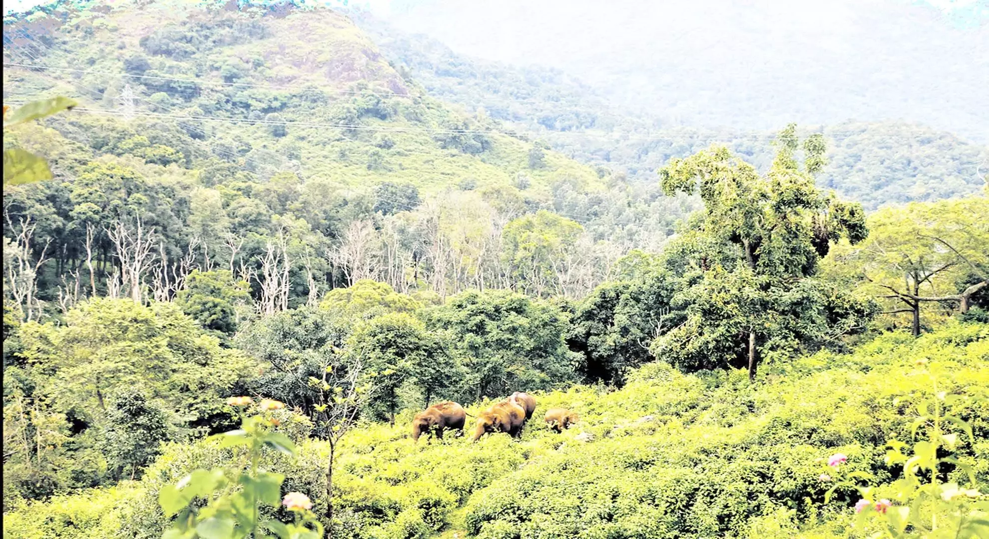 Tamil Nadu ने हरित क्षेत्र को संरक्षित किया