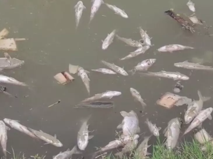 Banda : तालाब में जहरीला पदार्थ डालकर मछलियों को मारने का आरोप, रिपोर्ट दर्ज