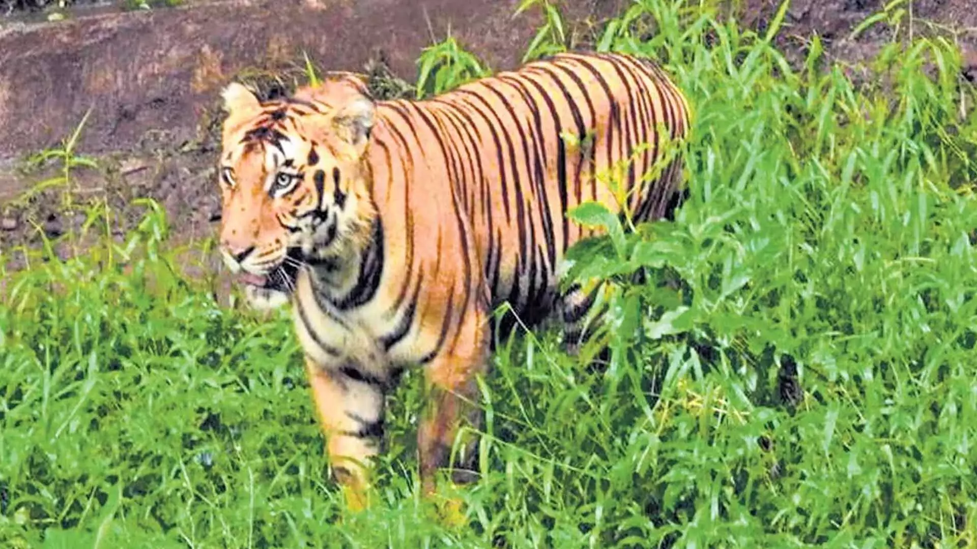 Tamil Nadu: जंगली बनाने की कोशिश विफल, बाघ को वंडालूर चिड़ियाघर ले जाया गया