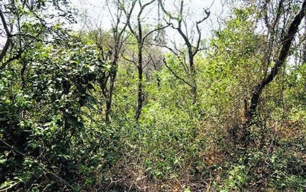 Chandigarh: 5 वर्षों में 1,000 वर्ग मीटर वन भूमि का हस्तांतरण किया