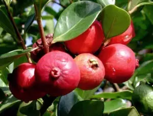 एक बड़ी नर्सरी के मालिक ने Thai red guava की बढ़ती लोकप्रियता की पुष्टि