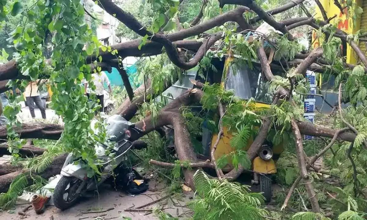 Hyderabad: पुराने शहर में पेड़ गिरने से बुजुर्ग की मौत