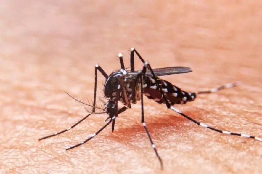 Bengal में डेंगू के मामलों में वृद्धि, स्वास्थ्य विभाग ने कहा- स्थिति चिंताजनक नहीं