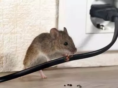 Home Tips: चूहे से है परेशान तो अपनाये ये नुस्खा