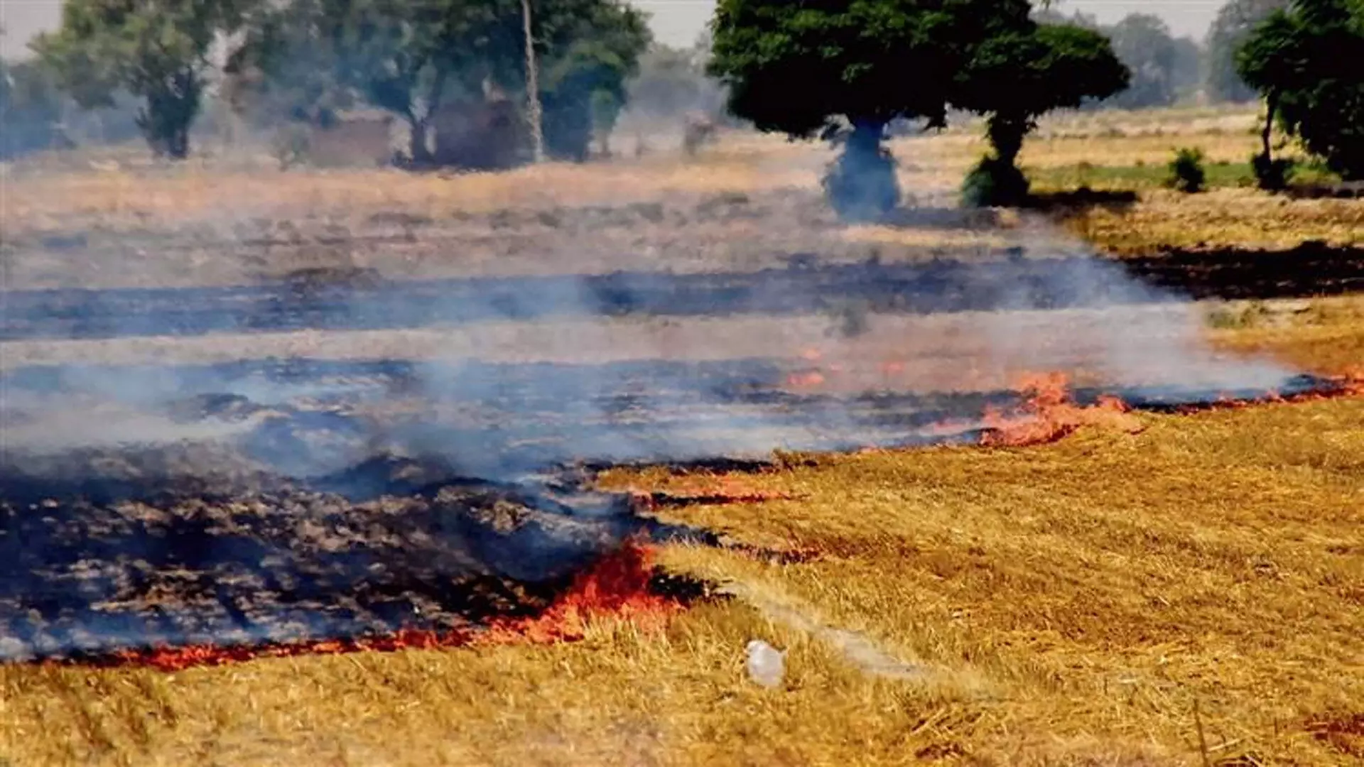 Punjab: पराली जलाने पर NGT ने खेतों में पराली प्रबंधन के बारे में जवाब मांगा
