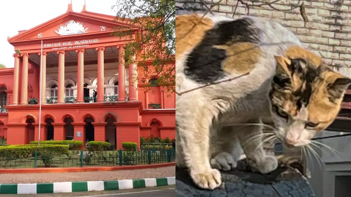 Karnataka HC ने एक व्यक्ति के खिलाफ आपराधिक कार्यवाही पर लगाई रोक, बिल्ली को बनाया था बंधक