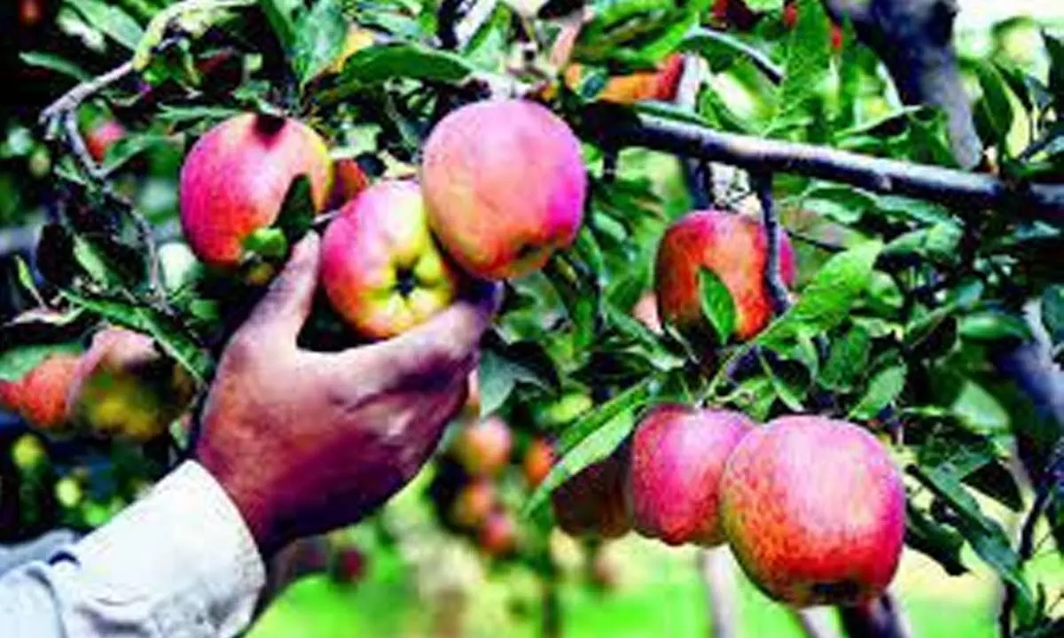 HIMACHAL: मांगें पूरी न होने से हिमाचल के सेब उत्पादक परेशान