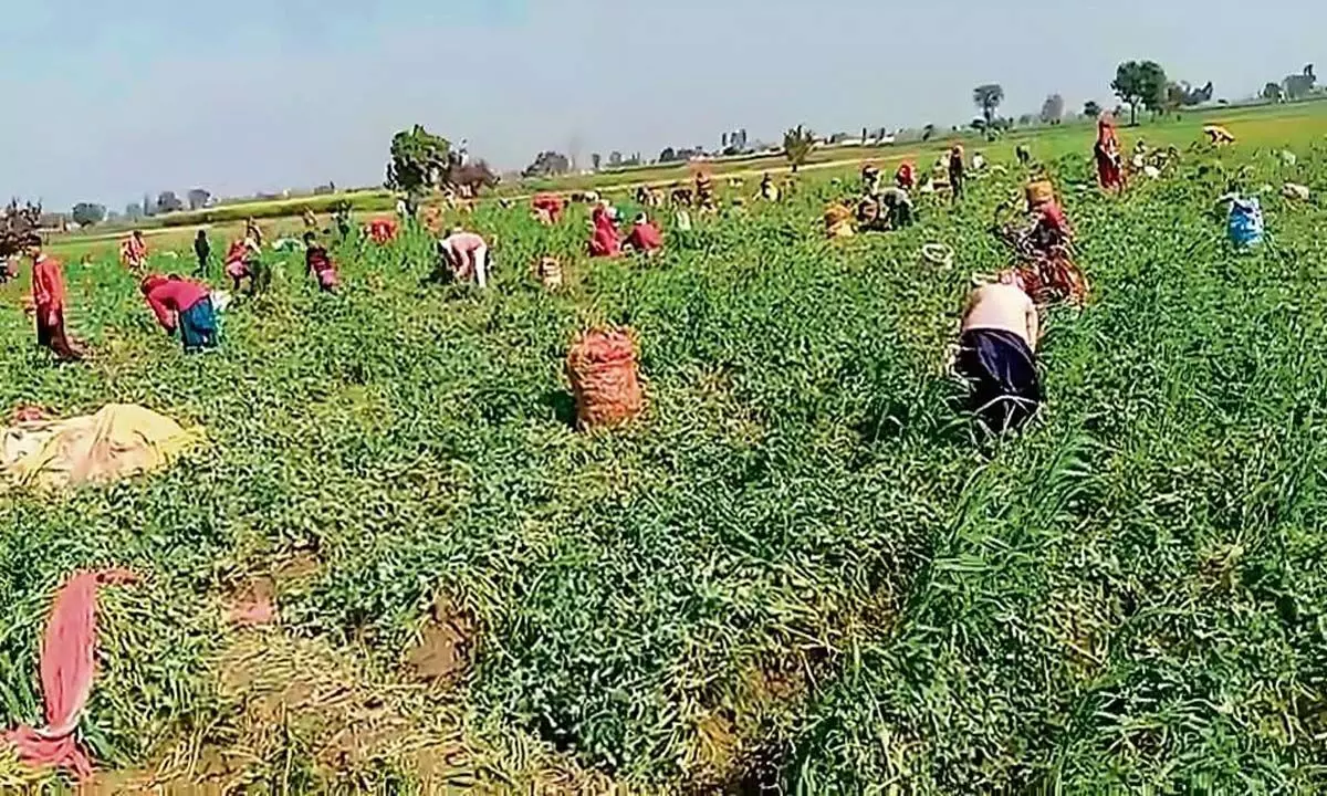 HARYANA: धान न उगाने पर किसानों को प्रोत्साहन का इंतजार