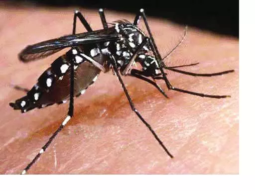 Haryana : गुरुग्राम में डेंगू केदो नए मामले सामने आए