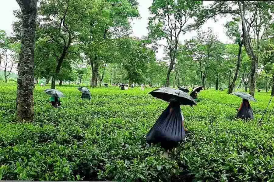 Siliguri: नरेंद्र मोदी सरकार ने चाय बागानों के लिए तीन साल पुराना प्रस्ताव बजट में पेश किया