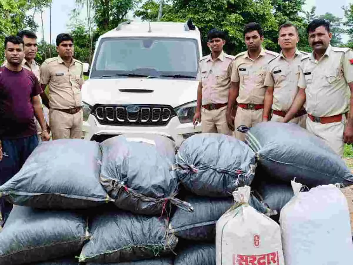 Udaipur: पुलिस ने बरामद किया 50 लाख रुपए का अवैध डोडा-चूरा
