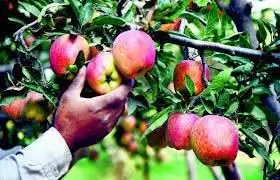 Union Budget : मांगें पूरी नहीं, हिमाचल के सेब उत्पादक निराश