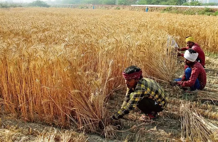 Haryana : गहराते कृषि संकट को दूर करने में विफल: हरियाणा के किसान