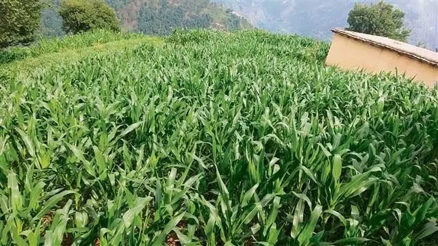 Himachal : बारिश से मक्के की फसल में जान आने से चंबा के किसान खुश