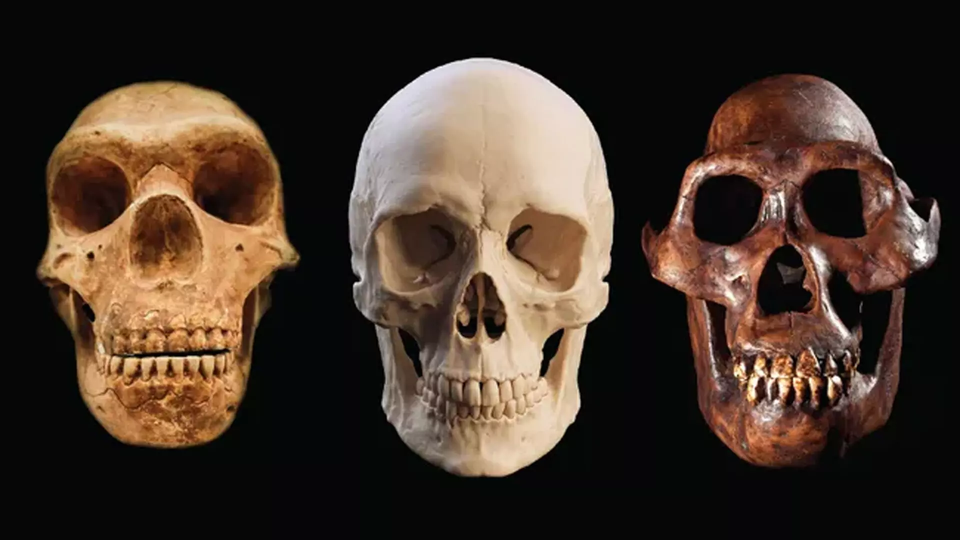 Homo sapiens अन्य सभी मानव प्रजातियों से अधिक समय तक जीवित क्यों रहे?