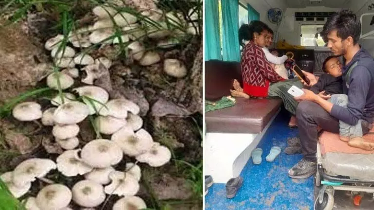 जंगली Mushroom खाने से परिवार के पांच लोगों की बिगड़ी तबीयत