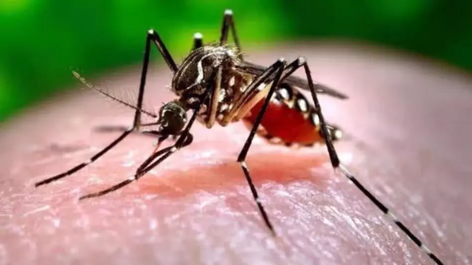 Manipur में इस साल डेंगू के मामलों में भारी गिरावट