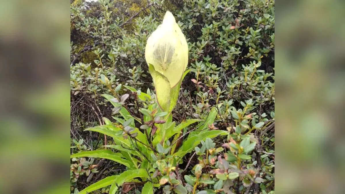Arunachal: दुर्लभ ब्रह्म कमल के फूल भौंरों को लुभा रहे