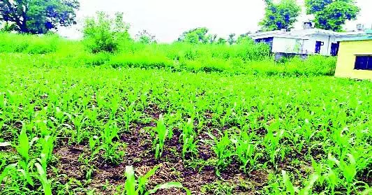 Shilaai में सूखे की मार, फसलें और सब्जियां बर्बाद
