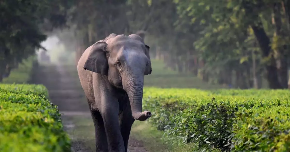 Assam : मानव-हाथी संघर्ष में एक व्यक्ति की मौत