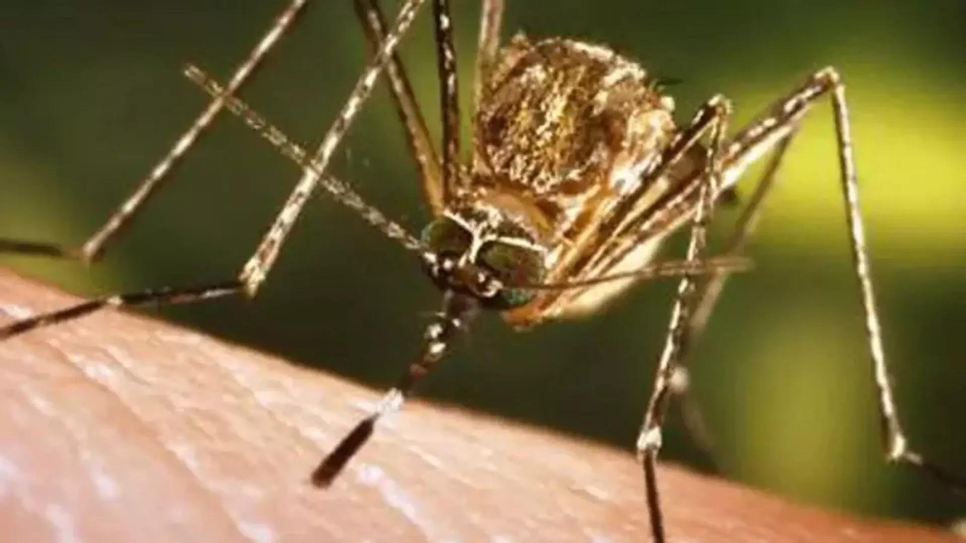 Assam में जापानी इंसेफेलाइटिस से तीन और मौतें, कई संक्रमित