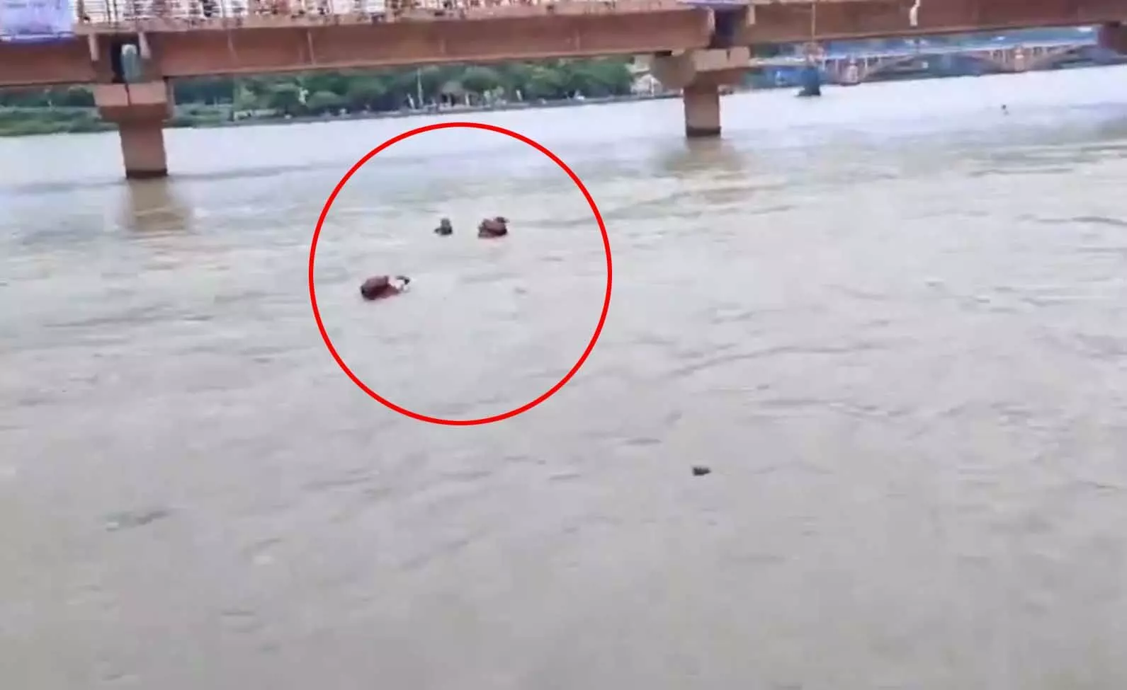 LIVE VIDEO: गंगा नदी में डूब रहा था युवक, SDRF ने बचाई जान