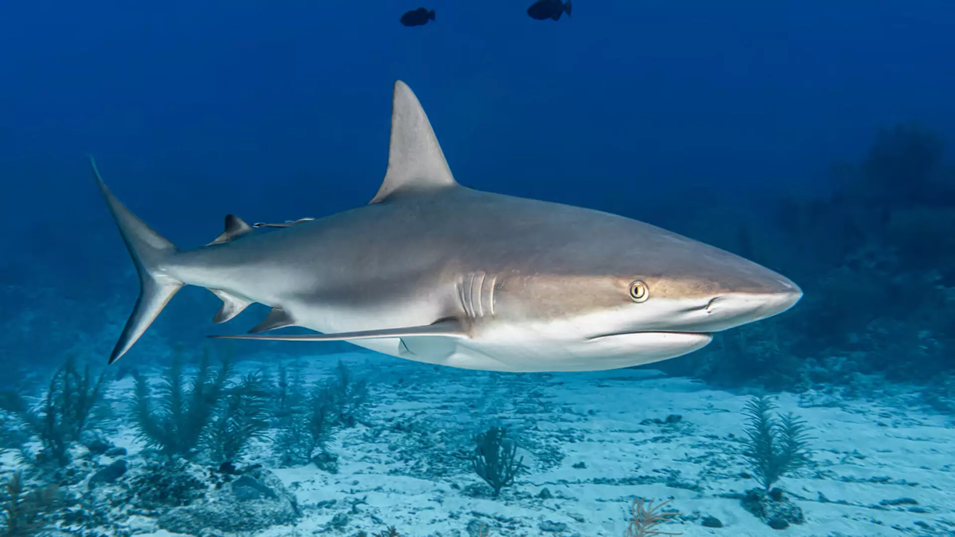 Scientists ने ब्राजील के निकटवर्ती जलक्षेत्र में शार्क को कोकीन के नशे में पाया