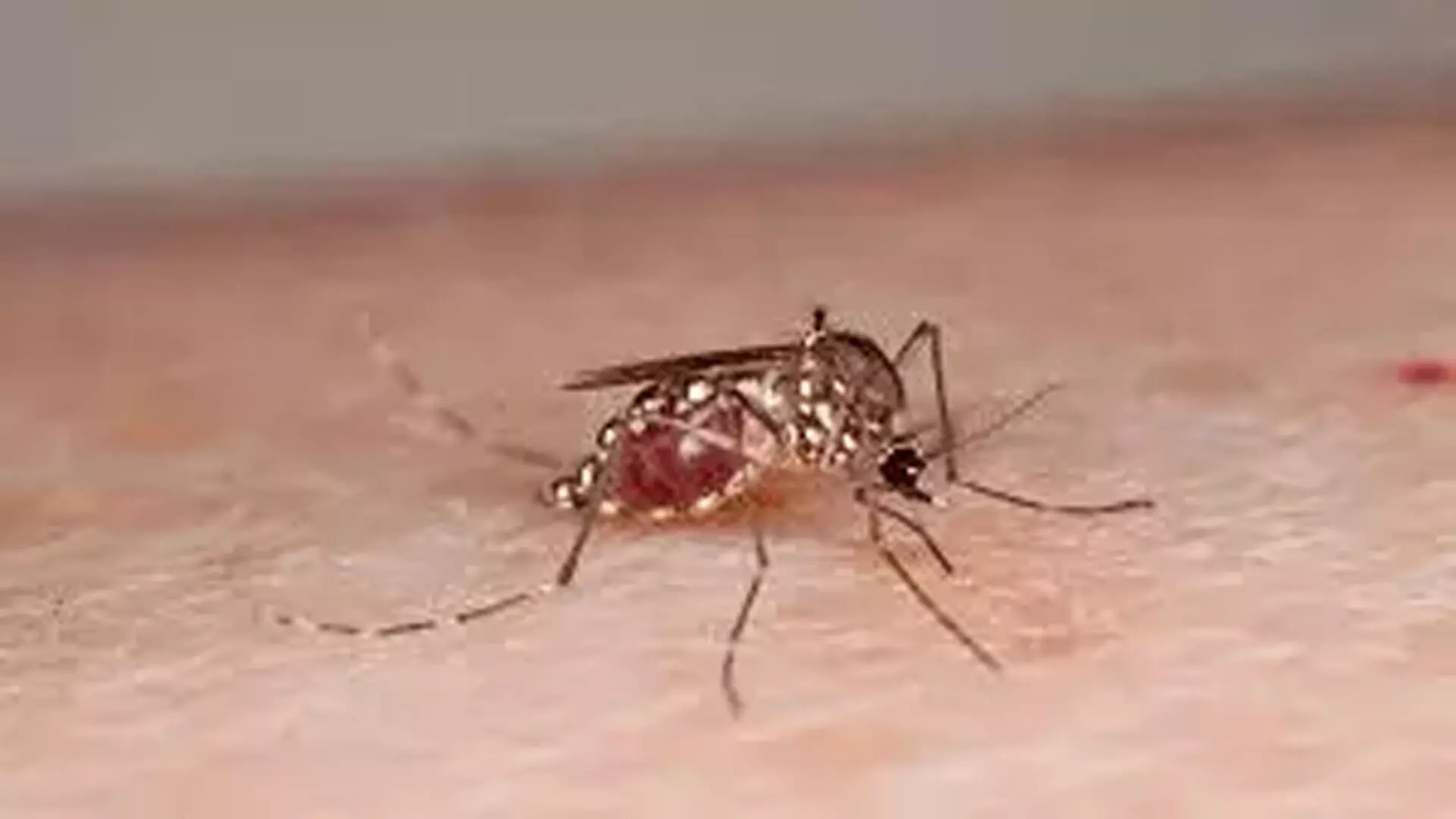 मौसमी बारिश से कुरनूल में dengue के मामले बढ़े