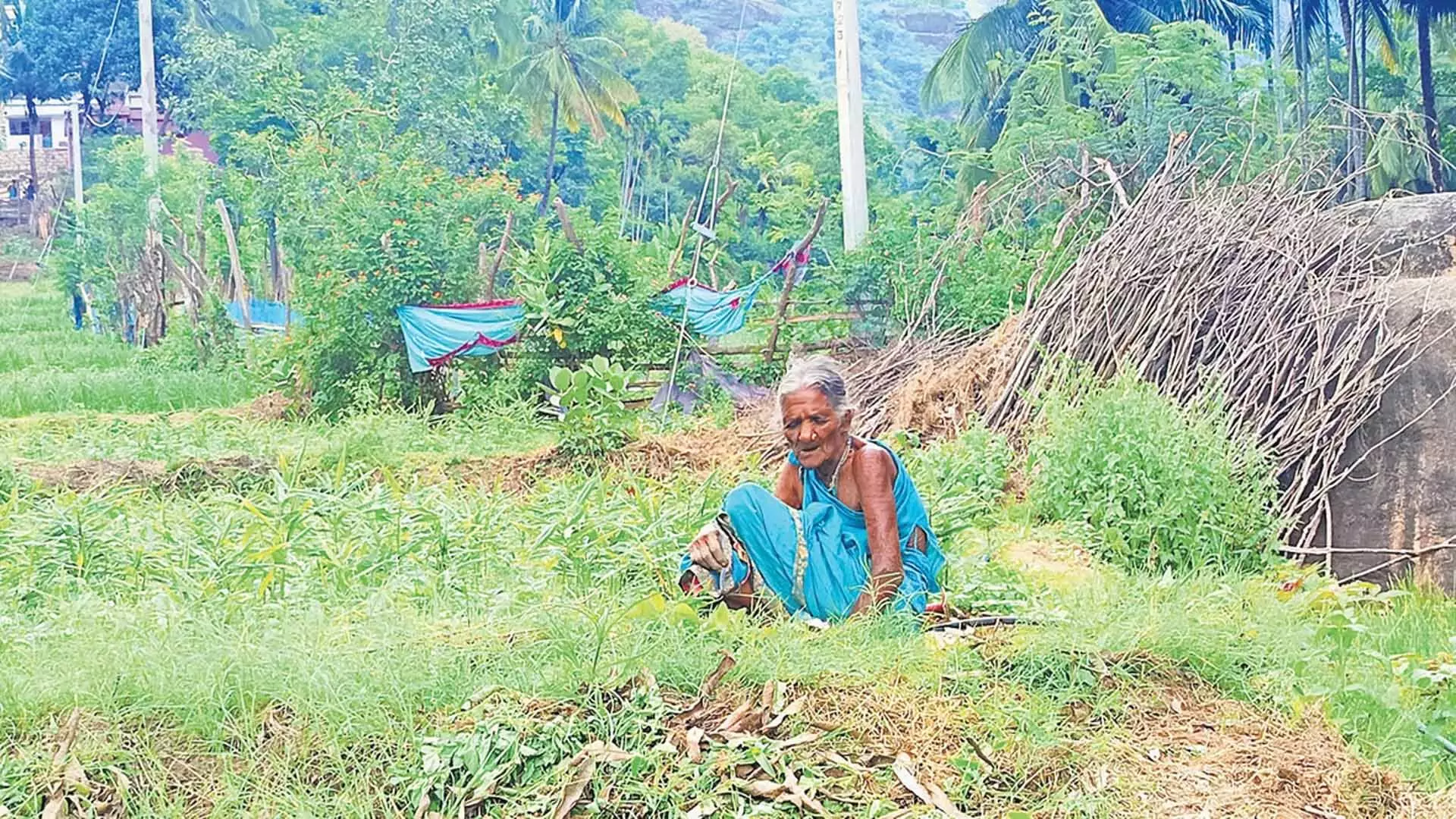 Vellaiyammal केरल के थेन्नानगुडी बस्ती में खेती को जीवित रखे हुए