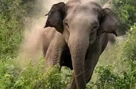 Dehradun: गुस्साए हाथी ने बुजुर्ग महिला को कुचला