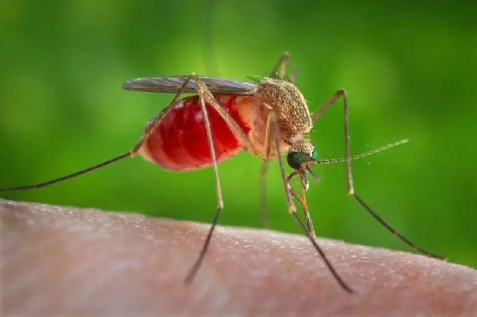 Health Tips: दूसरों से ज्यादा काटते हैं मच्छर तो जाने इसकी वजह
