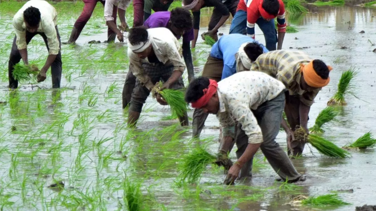 Telangana किसानों और खरीद केंद्रों के लिए नया मौसम ऐप लॉन्च करेगा