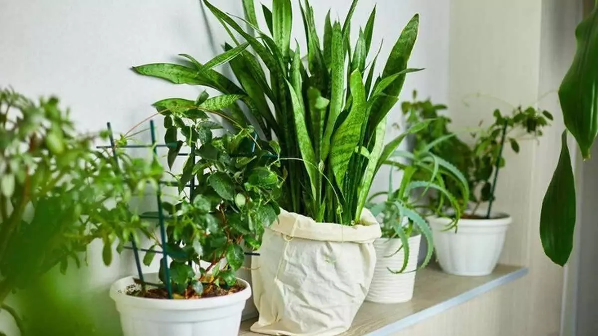Vastu Tips: घर में लगाएं ये एक पौधा, आर्थिक तंगी होगी दूर